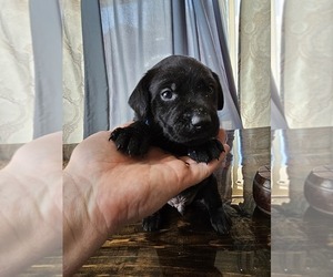 Labrador Retriever Puppy for sale in COLORADO SPRINGS, CO, USA