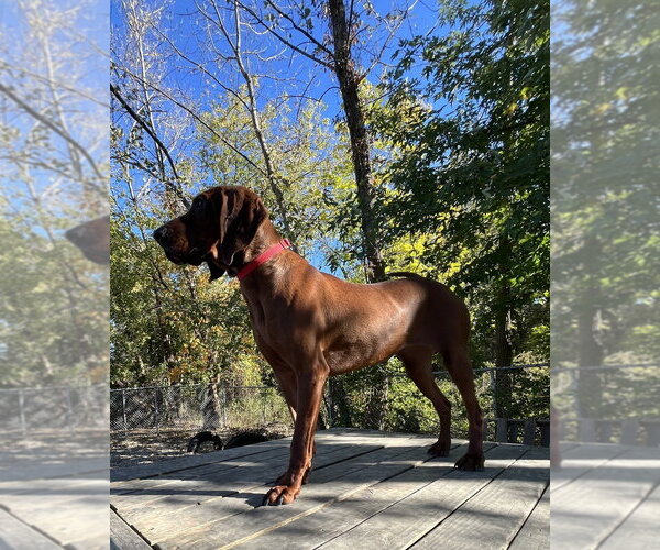 Medium Photo #1 Mutt Puppy For Sale in Elmsford, NY, USA