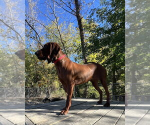 Dolly available 10/22 - Female Mutt Dog for Adoption