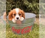 Small #2 Cavalier King Charles Spaniel-Miniature Bernedoodle Mix