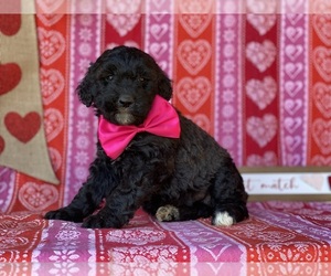 Goldendoodle Puppy for sale in LANCASTER, PA, USA