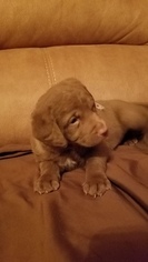 Chesapeake Bay Retriever Puppy for sale in S ZANESVILLE, OH, USA