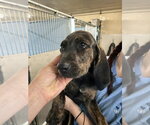Small Photo #2 Plott Hound Puppy For Sale in Lakewood, CO, USA
