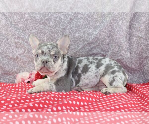 Medium Photo #1 French Bulldog Puppy For Sale in WOOSTER, OH, USA