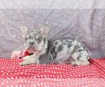 Small Photo #1 French Bulldog Puppy For Sale in WOOSTER, OH, USA
