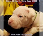 Small Photo #48 Dogo Argentino Puppy For Sale in JANE, MO, USA
