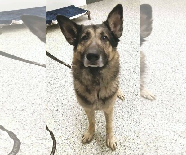 Medium Photo #4 German Shepherd Dog Puppy For Sale in Kansas City, MO, USA