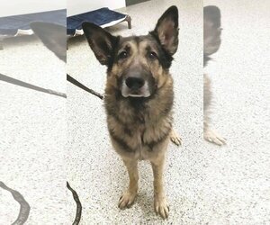 Bear - Male German Shepherd Dog Dog for Adoption - Photo #4