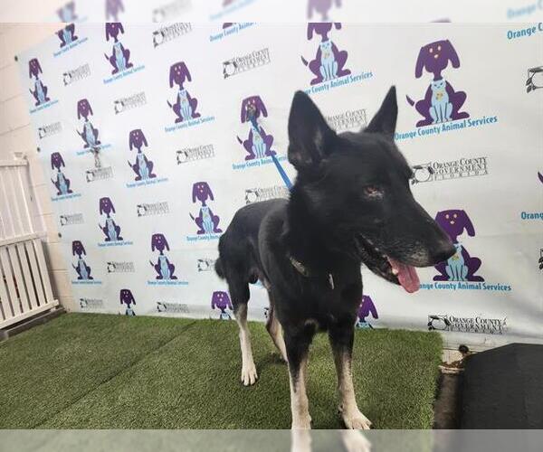 Medium Photo #1 German Shepherd Dog-Unknown Mix Puppy For Sale in Orlando, FL, USA