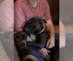 Small #1 Pug Mix