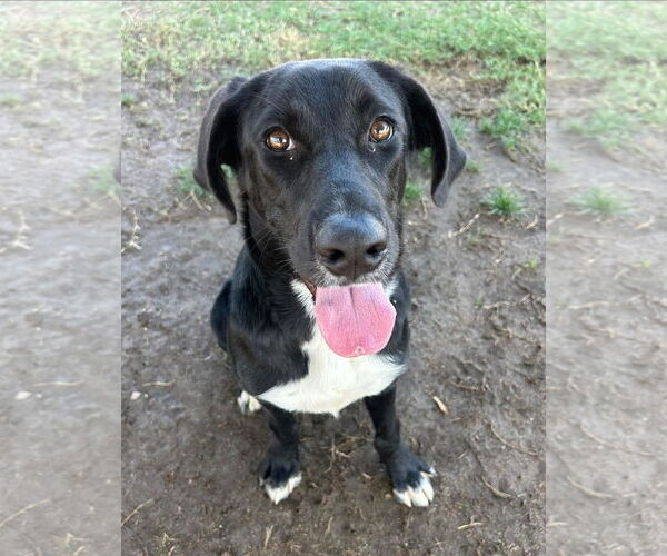 Medium Photo #2 Labrador Retriever-Unknown Mix Puppy For Sale in San Diego, CA, USA