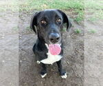 Small #1 Labrador Retriever Mix