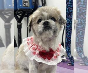 Shih Tzu Dogs for adoption in Santa Maria, CA, USA