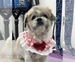 Small Shih Tzu
