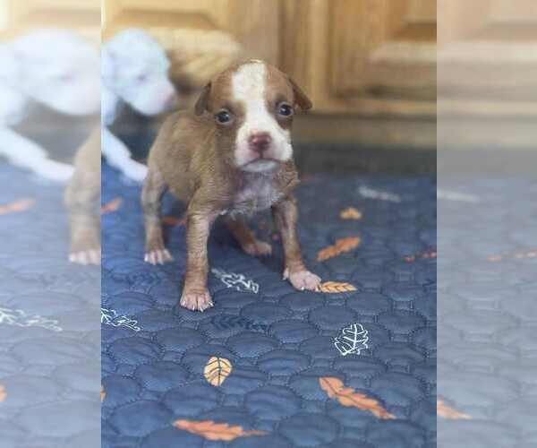 Medium Photo #3 Chihuahua-Unknown Mix Puppy For Sale in New York, NY, USA