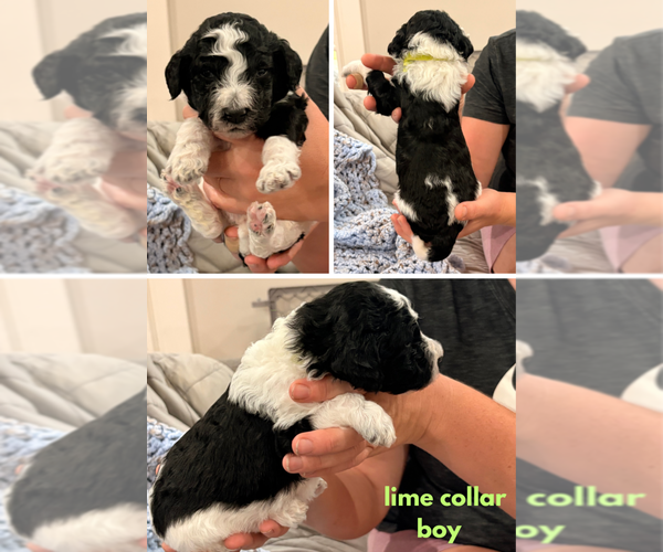 Medium Photo #7 Poodle (Standard) Puppy For Sale in CORYDON, IN, USA