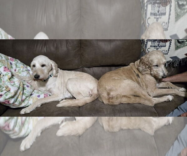 Medium Photo #2 Labradoodle Puppy For Sale in Columbus, IN, USA