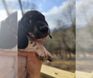 Dachshund Puppy for sale in OTTO, NC, USA
