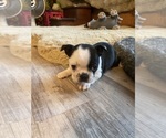 Small #5 Boston Terrier