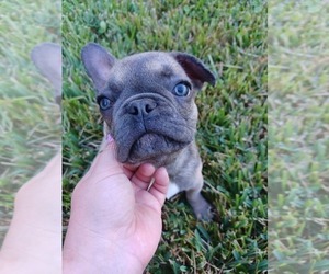 French Bulldog Puppy for sale in TAMPA, FL, USA
