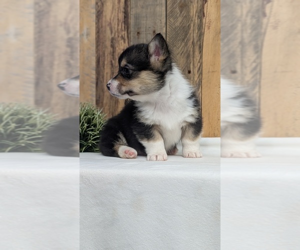 Medium Photo #9 Pembroke Welsh Corgi Puppy For Sale in GOSHEN, IN, USA