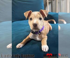 American Pit Bull Terrier-Unknown Mix Dogs for adoption in Maryville, TN, USA