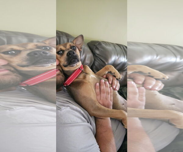 Medium Photo #2 Mutt Puppy For Sale in Brooklyn Center, MN, USA