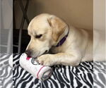 Small #2 Labrador Retriever Mix
