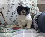 Small #2 Shih Tzu-Zuchon Mix