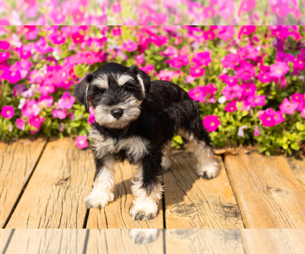 Medium Photo #7 Schnauzer (Miniature) Puppy For Sale in NAPPANEE, IN, USA