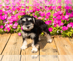 Small #6 Schnauzer (Miniature)
