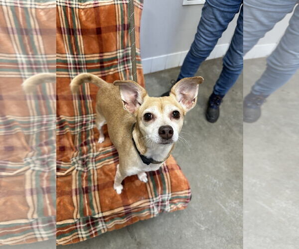 Medium Photo #2 Chihuahua-Unknown Mix Puppy For Sale in Rockaway, NJ, USA