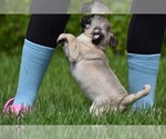 Small #2 Pug