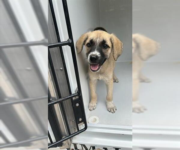 Medium Photo #1 German Shepherd Dog-Unknown Mix Puppy For Sale in Houston, TX, USA