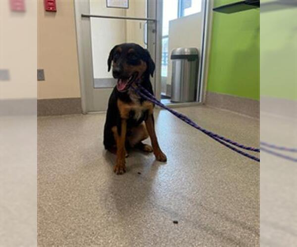 Medium Photo #1 Rottweiler-Unknown Mix Puppy For Sale in Louisville, KY, USA