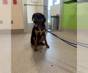 Rottweiler-Unknown Mix Dogs for adoption in Louisville, KY, USA