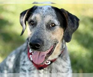 Mutt Dogs for adoption in Pueblo, CO, USA