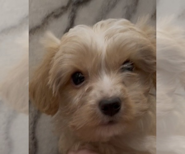 Medium Photo #1 Yorkshire Terrier Puppy For Sale in MOUNT CARMEL, PA, USA