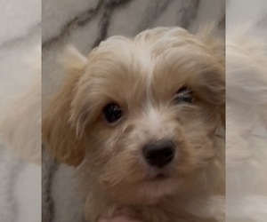 Yorkshire Terrier Puppy for sale in MOUNT CARMEL, PA, USA