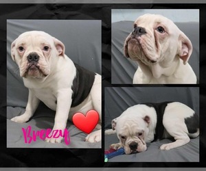 Olde English Bulldogge Puppy for sale in PINE VILLAGE, IN, USA