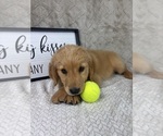 Small #5 Golden Retriever