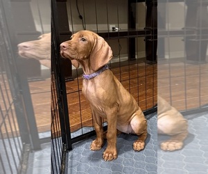Vizsla Puppy for Sale in CROWLEY, Texas USA