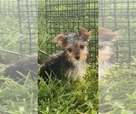 Small #1 Yorkshire Terrier
