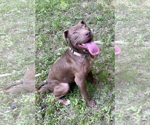 Cocoapup - Female American Pit Bull Terrier-Chocolate Labrador retriever Mix Dog for Adoption - Photo #3
