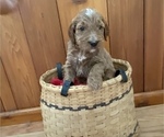 Small Photo #3 Irish Doodle Puppy For Sale in WHITNEY POINT, NY, USA