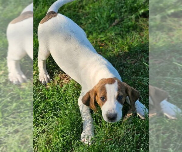 Medium Photo #10 Mutt Puppy For Sale in Wakefield, RI, USA