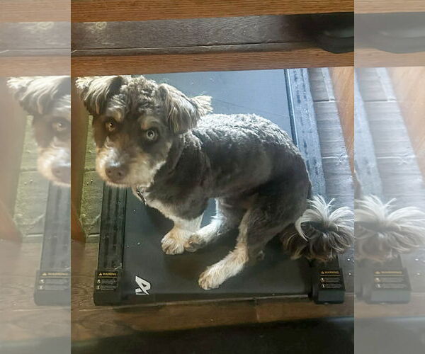 Medium Photo #3 Mutt Puppy For Sale in Corona, CA, USA