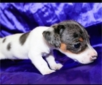 Small #4 Dachshund