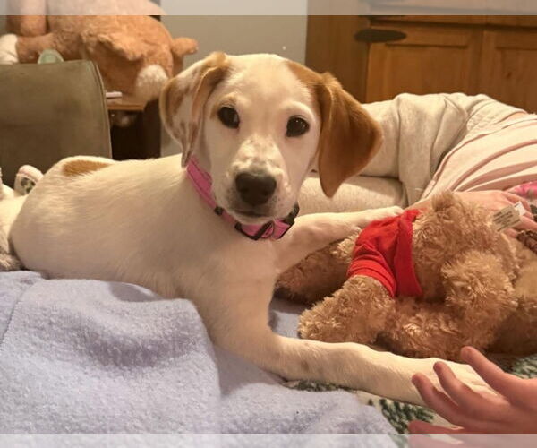 Medium Photo #4 Labrenees Puppy For Sale in Alexander, AR, USA