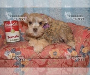 Schnauzer (Miniature) Puppy for sale in SANGER, TX, USA